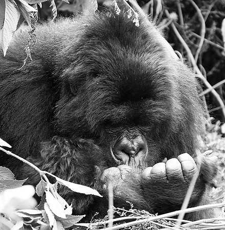 Gorilla - Volcanoes National Park