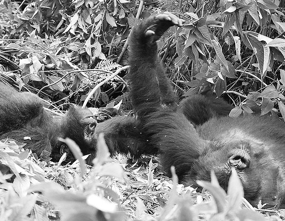 Gorillas - Volcanoes National Park