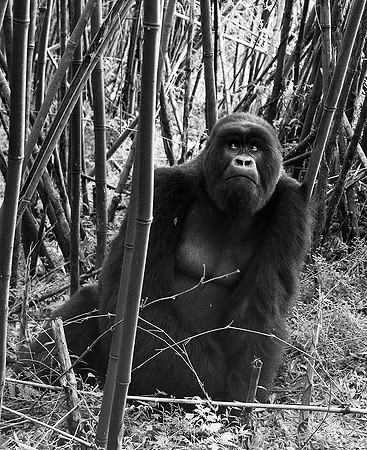 Gorilla - Volcanoes National Park