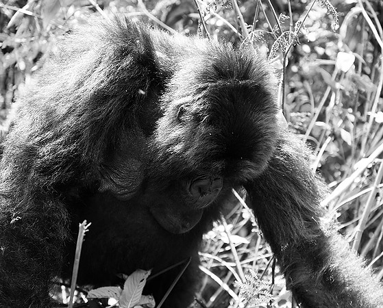 Gorilla - Volcanoes National Park