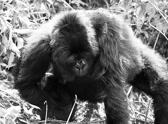 Gorilla - Volcanoes National Park