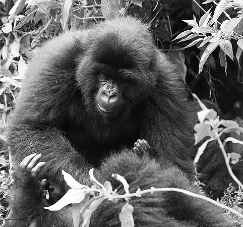 Gorillas - Volcanoes National Park