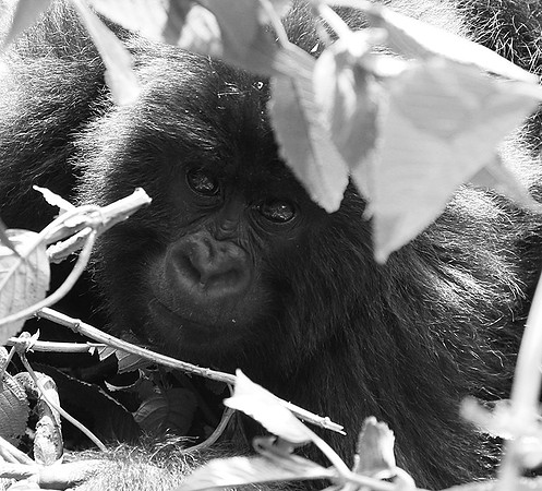 Gorillas - Volcanoes National Park