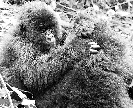 Gorillas - Volcanoes National Park
