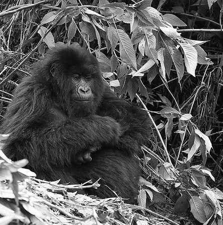 Gorillas - Volcanoes National Park