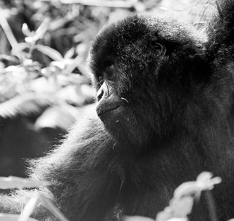 Gorilla - Volcanoes National Park