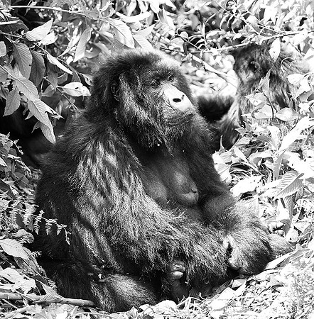 Gorilla - Volcanoes National Park