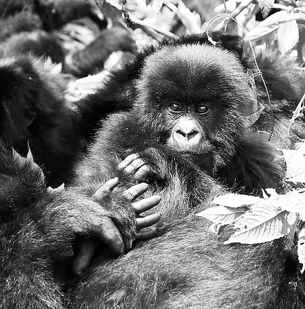 Gorilla - Volcanoes National Park