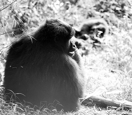 Gorilla - Volcanoes National Park
