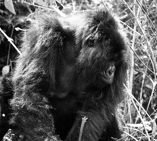 Gorilla - Volcanoes National Park