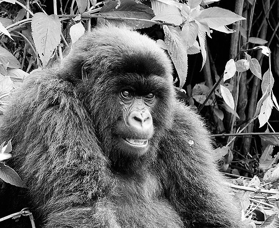 Gorillas - Volcanoes National Park