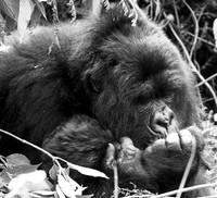 Gorilla - Volcanoes National Park