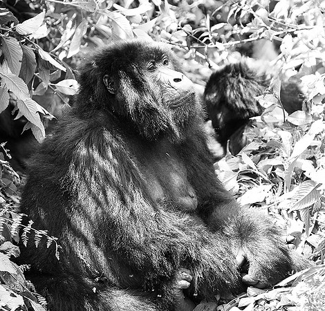 Gorilla - Volcanoes National Park