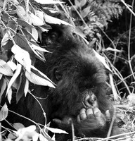 Gorilla - Volcanoes National Park
