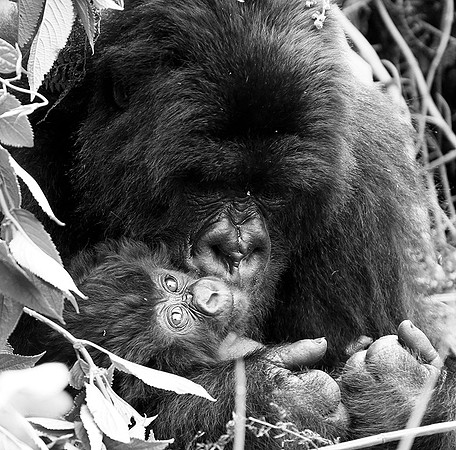 Gorilla - Volcanoes National Park