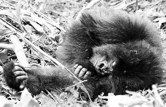 Gorilla - Volcanoes National Park