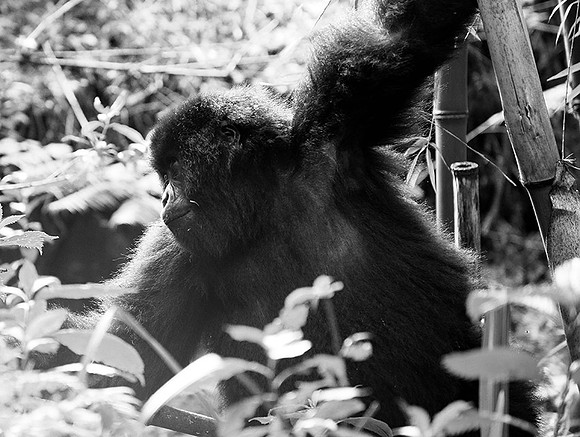 Gorilla - Volcanoes National Park