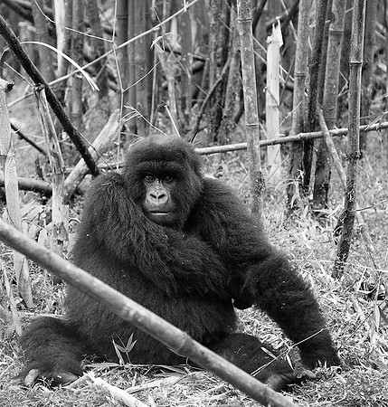 Gorilla - Volcanoes National Park