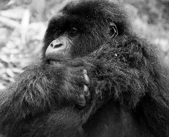 Gorilla - Volcanoes National Park