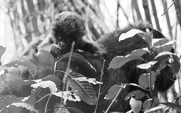 Gorilla - Volcanoes National Park