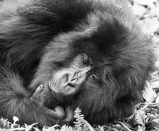 Gorillas - Volcanoes National Park