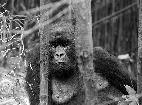 Gorilla - Volcanoes National Park
