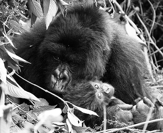Gorilla - Volcanoes National Park