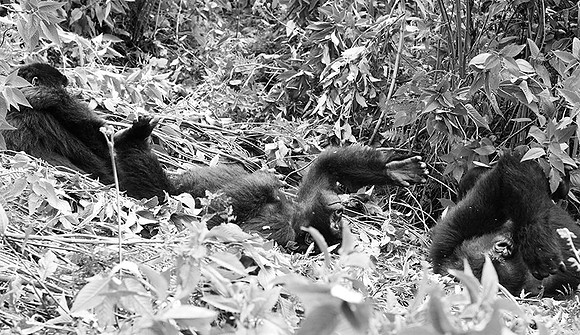 Gorillas - Volcanoes National Park