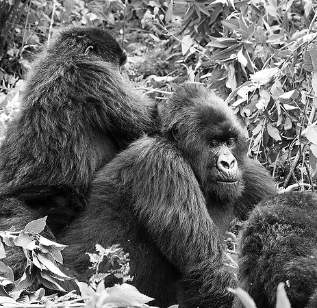 Gorillas - Volcanoes National Park