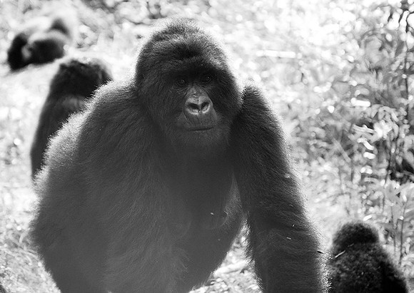 Gorilla - Volcanoes National Park