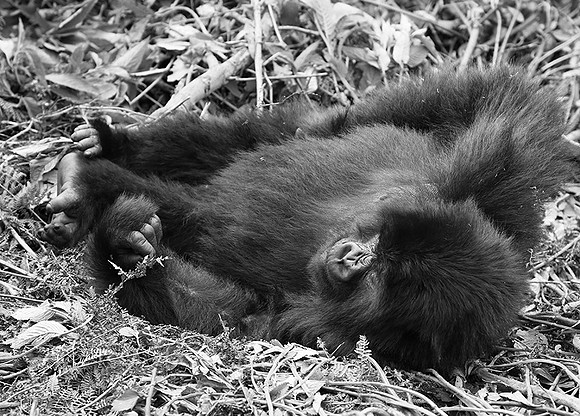 Gorillas - Volcanoes National Park