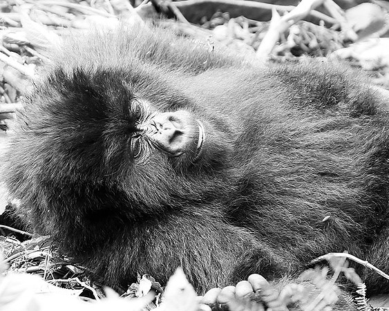 Gorillas - Volcanoes National Park