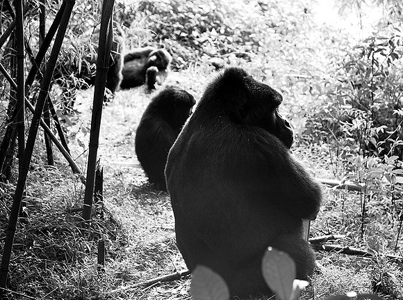 Gorilla - Volcanoes National Park