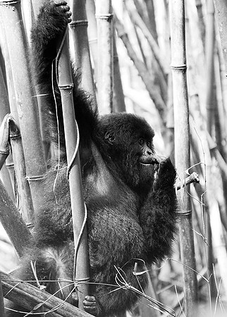 Gorilla - Volcanoes National Park