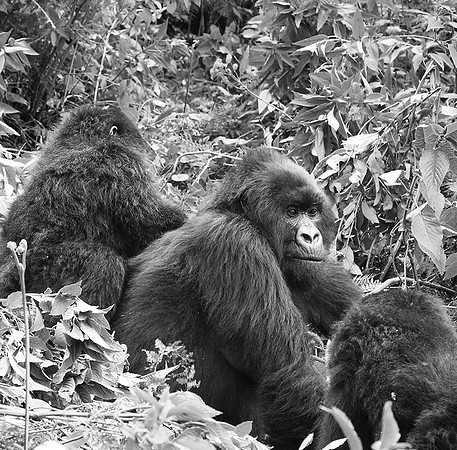 Gorillas - Volcanoes National Park