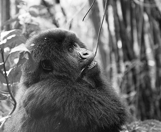 Gorilla - Volcanoes National Park