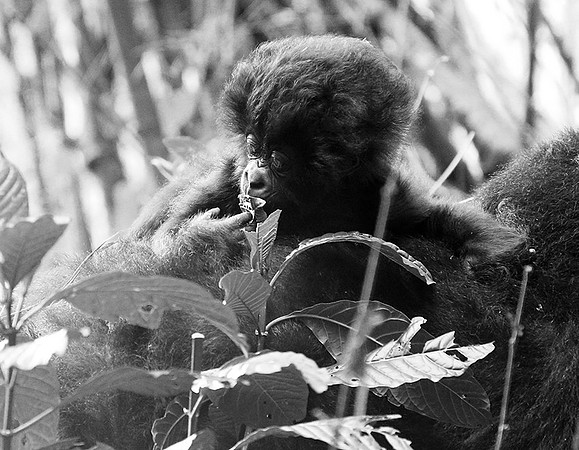 Gorilla - Volcanoes National Park