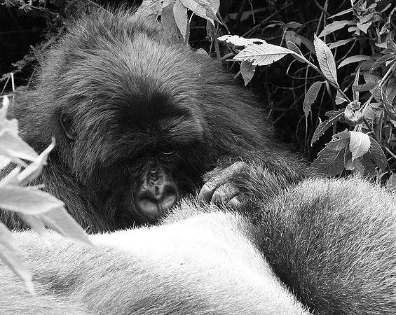 Gorillas - Volcanoes National Park