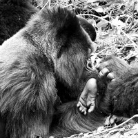 Gorilla - Volcanoes National Park