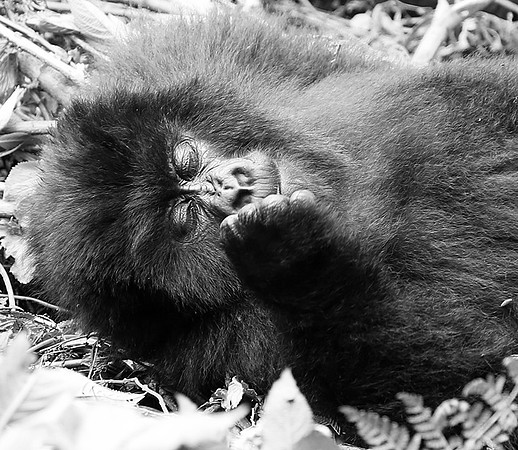 Gorillas - Volcanoes National Park