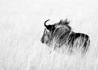 wildebeest - Liuwa Plain NP