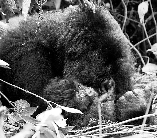 Gorilla - Volcanoes National Park