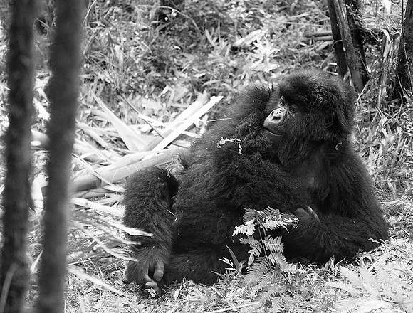 Gorilla - Volcanoes National Park