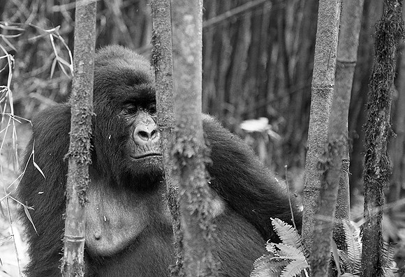 Gorilla - Volcanoes National Park