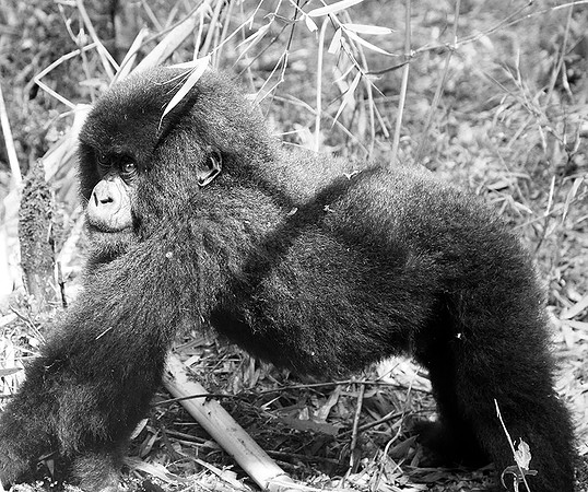Gorilla - Volcanoes National Park