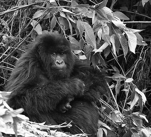 Gorillas - Volcanoes National Park
