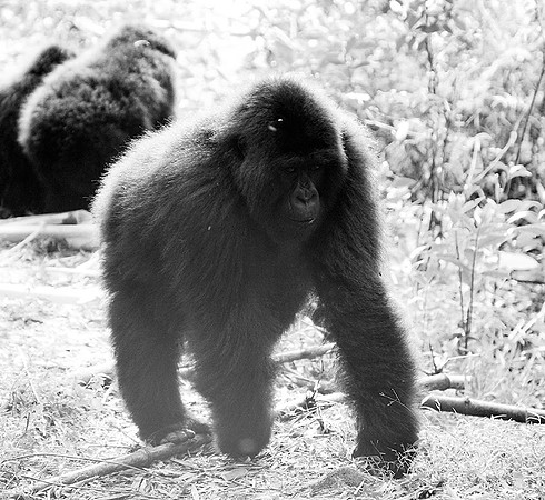 Gorilla - Volcanoes National Park