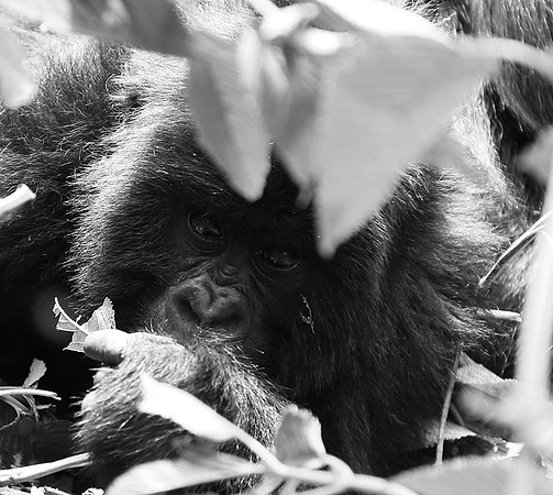 Gorillas - Volcanoes National Park
