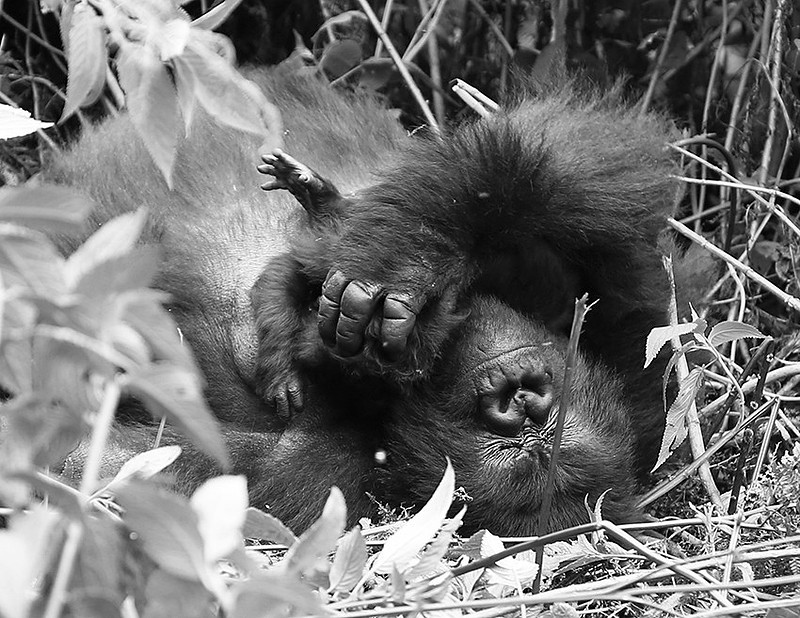Gorillas - Volcanoes National Park