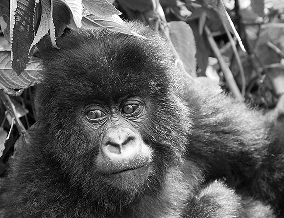 Gorillas - Volcanoes National Park